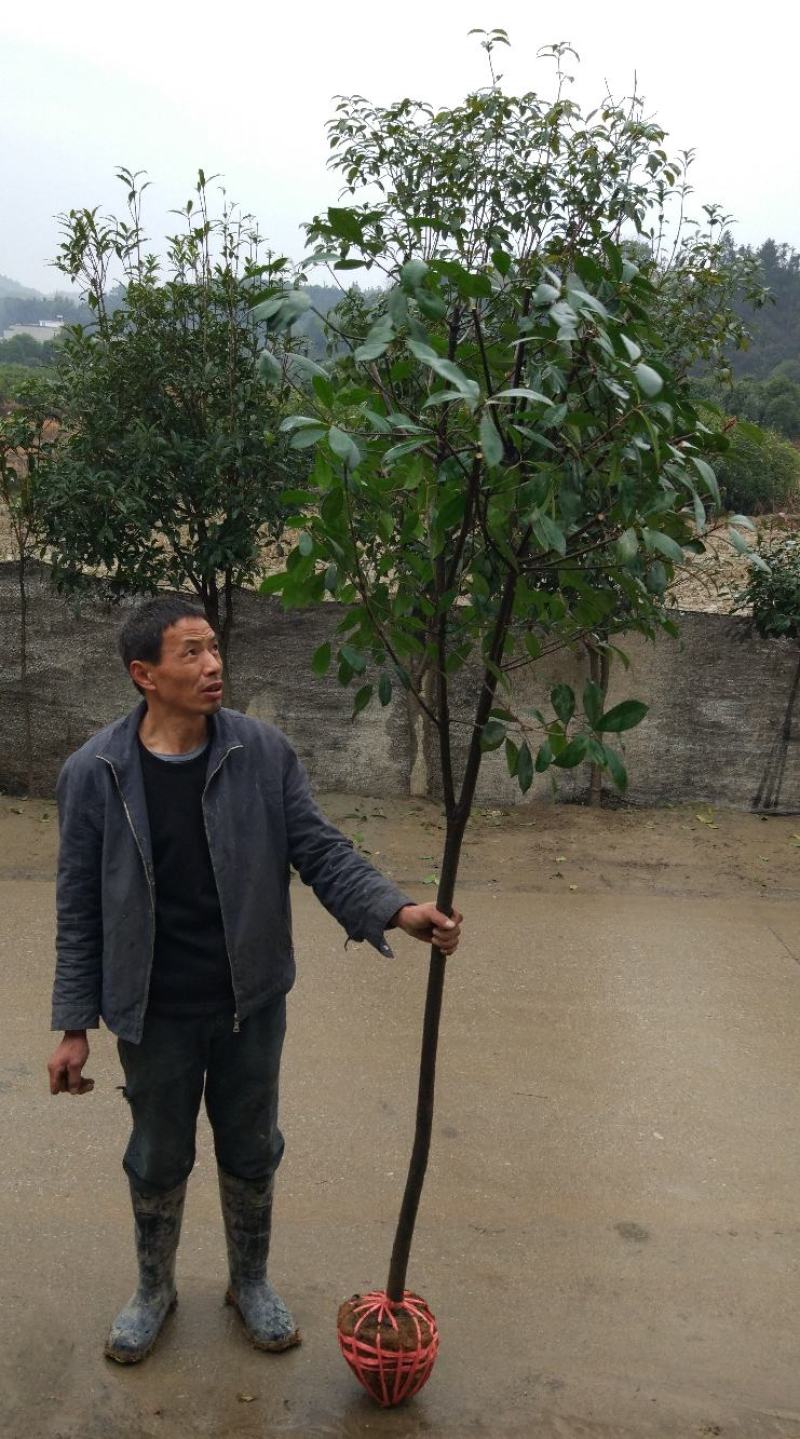 红叶石楠树庭院绿化高杆工厂别墅园林城市花坛工程用大树包邮