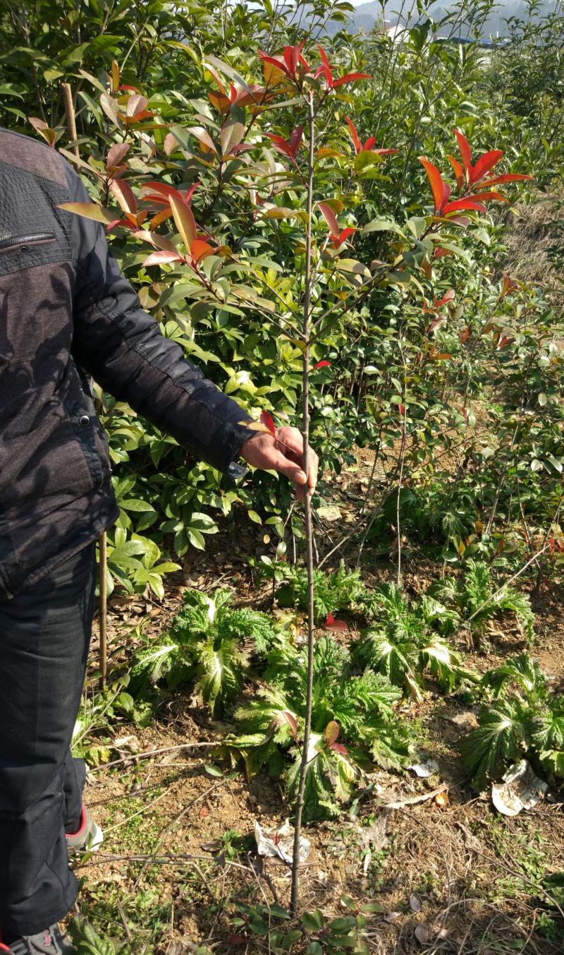 红叶石楠树庭院绿化高杆工厂别墅园林城市花坛工程用大树包邮
