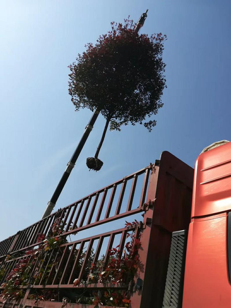 红叶石楠树庭院绿化高杆工厂别墅园林城市花坛工程用大树包邮