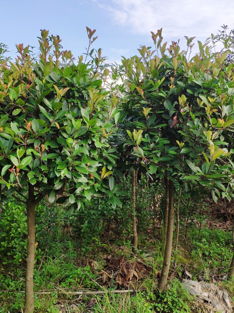 红叶石楠树庭院绿化高杆工厂别墅园林城市花坛工程用大树包邮