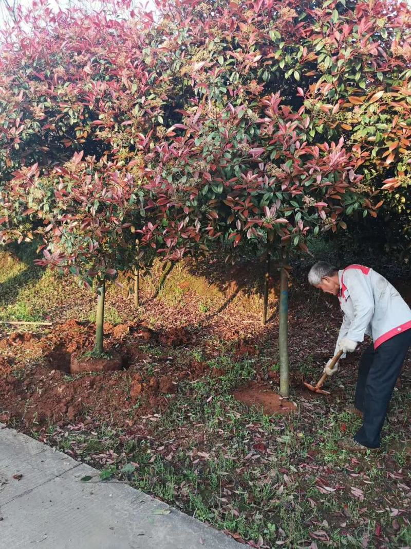 红叶石楠树庭院绿化高杆工厂别墅园林城市花坛工程用大树包邮