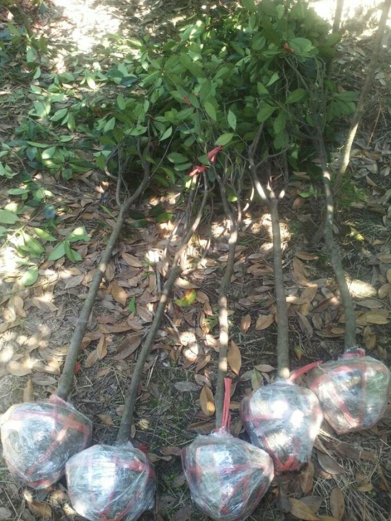 红叶石楠树庭院绿化高杆工厂别墅园林城市花坛工程用大树包邮