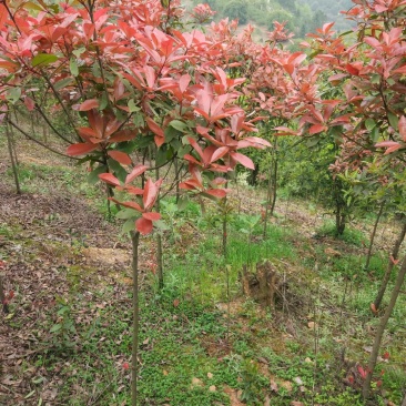 红叶石楠树庭院绿化高杆工厂别墅园林城市花坛工程用大树包邮