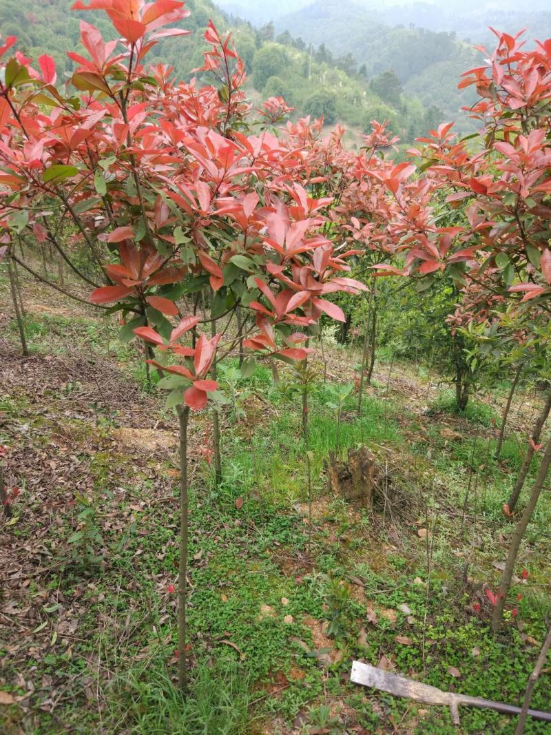 红叶石楠树庭院绿化高杆工厂别墅园林城市花坛工程用大树包邮
