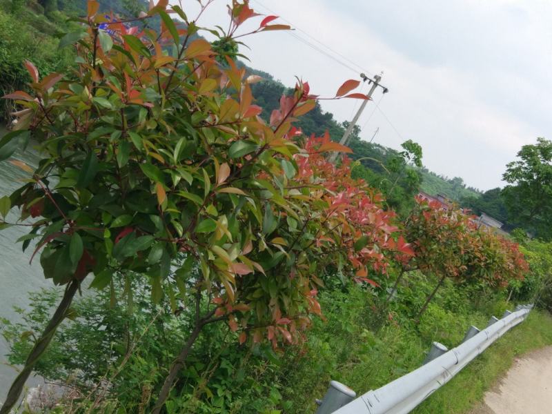 红叶石楠树庭院绿化高杆工厂别墅园林城市花坛工程用大树包邮