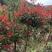 红叶石楠树庭院绿化高杆工厂别墅园林城市花坛工程用大树包邮