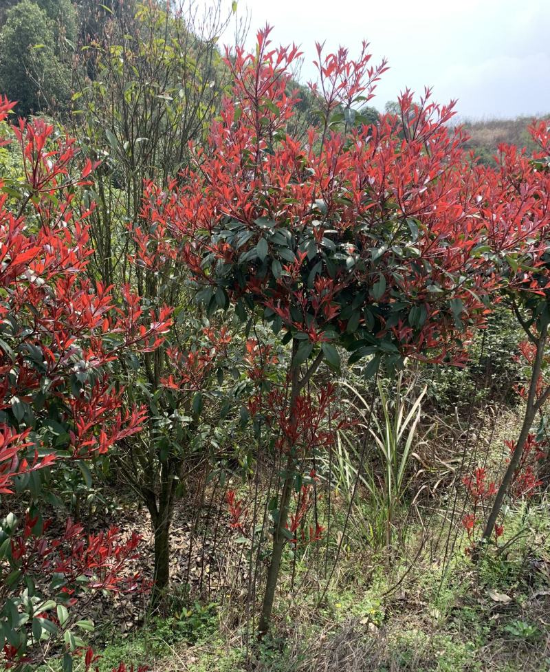 红叶石楠树庭院绿化高杆工厂别墅园林城市花坛工程用大树包邮