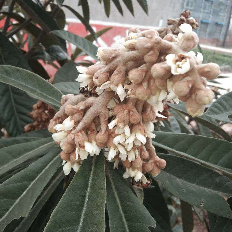 嫁接枇杷苗树无核特大南北方砂糖大五星枇杷苗包品种包成活