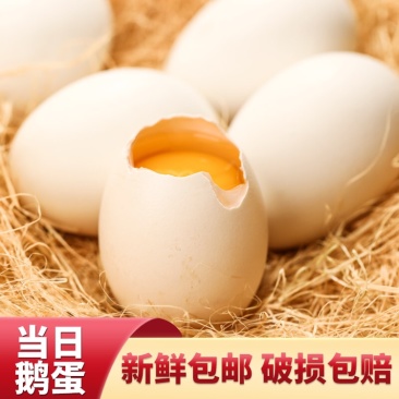 包邮破损包赔批发鹅蛋散养大鹅蛋鲜鹅蛋种蛋土鹅蛋