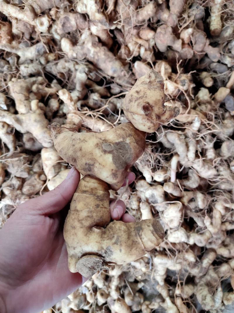 鸡头黄精，鲜货大块茎大量有货一手货源量大从优，
