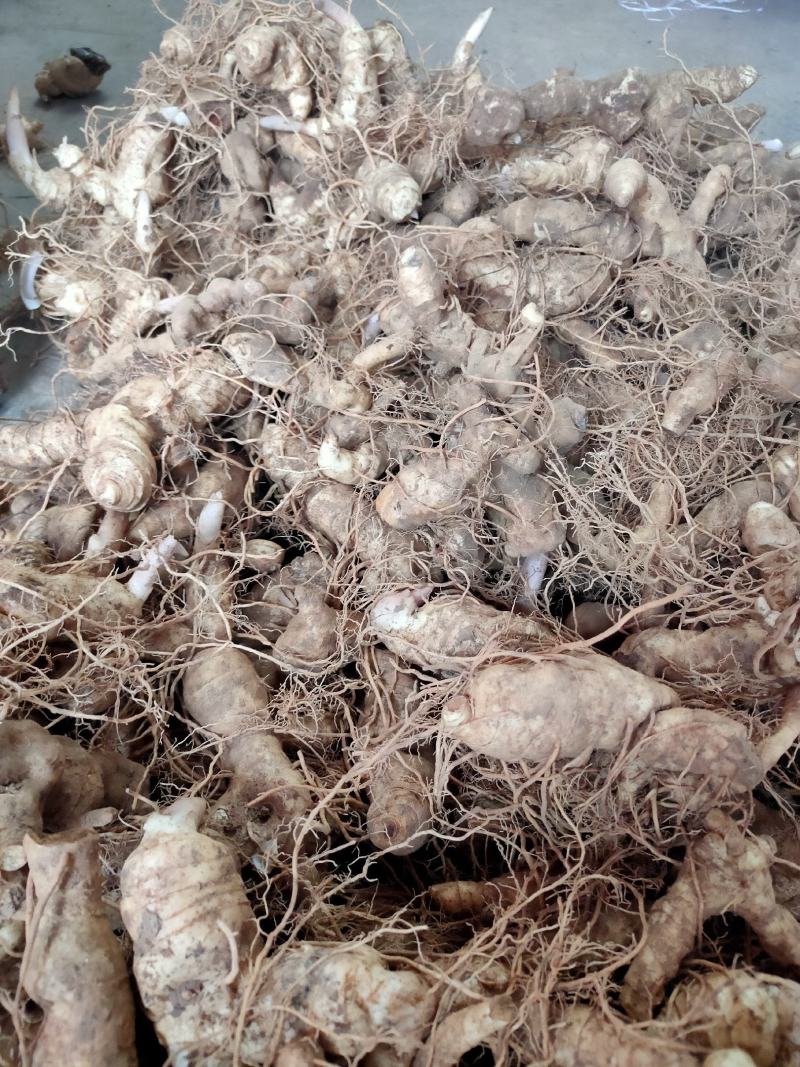鸡头黄精，鲜货大块茎大量有货一手货源量大从优，