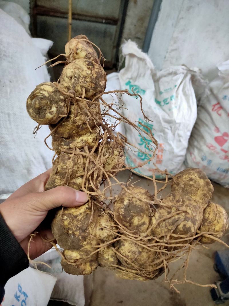 鸡头黄精，鲜货大块茎大量有货一手货源量大从优，