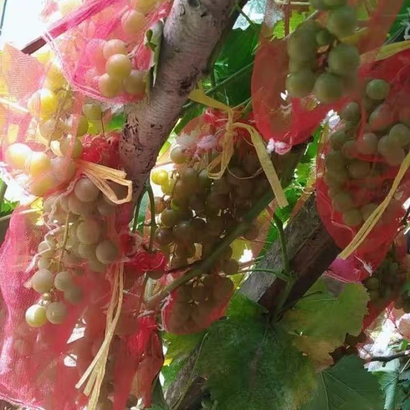 纱网袋水果地瓜土豆洋葱网袋板栗红薯网袋批发包邮