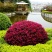 红继木球城市校园花坛绿化四季常青红花继木造型小树球形盆景