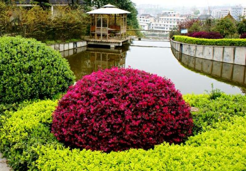 红继木球城市校园花坛绿化四季常青红花继木造型小树球形盆景