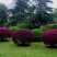 红继木球城市校园花坛绿化四季常青红花继木造型小树球形盆景
