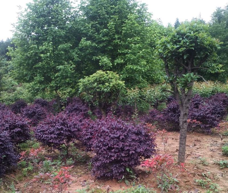 红继木球城市校园花坛绿化四季常青红花继木造型小树球形盆景