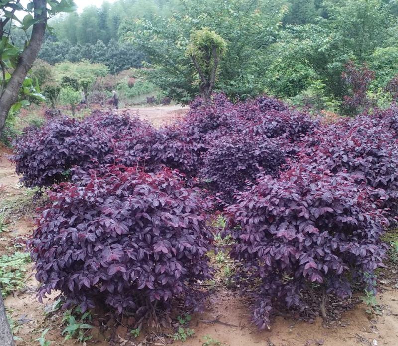 红继木球城市校园花坛绿化四季常青红花继木造型小树球形盆景