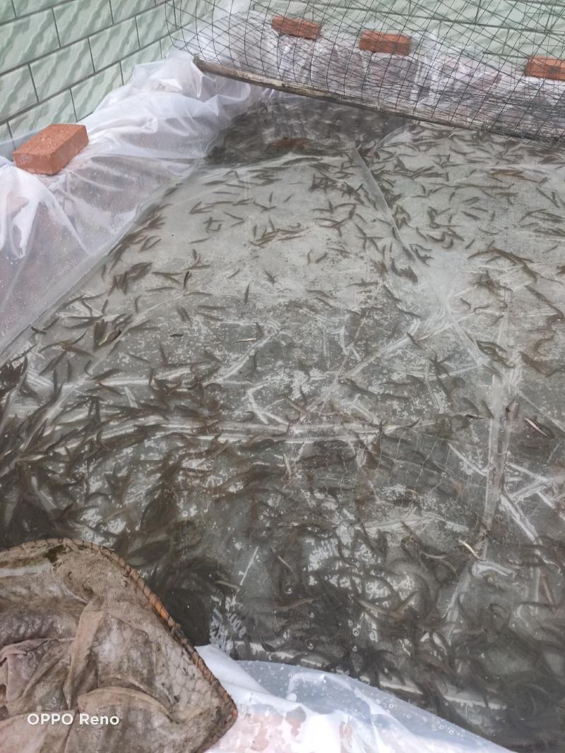 杂交泥鳅苗包品种纯包成活、包回收、技术指导