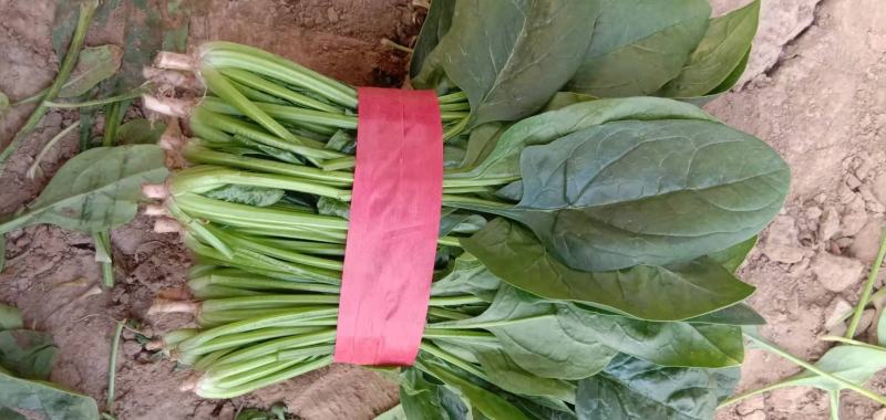 大叶菠菜上市中一级货源保证质量代发全国各地质量好价格低