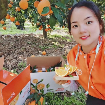 芦柑产地直销看货采摘保质保量欢迎订购