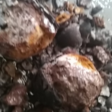 中药材，天然牛黄出售。