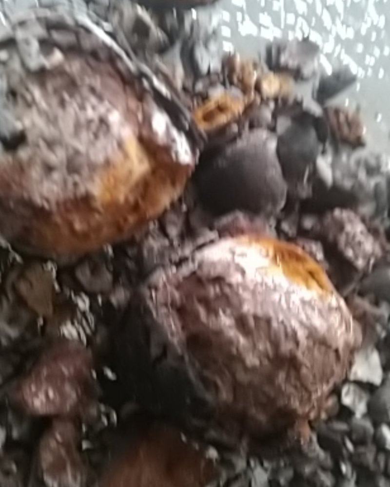 中药材，天然牛黄出售。