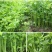 河南通许新鲜芹菜大量出货