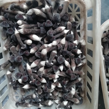 鲜品黑皮鸡枞菌基地供应