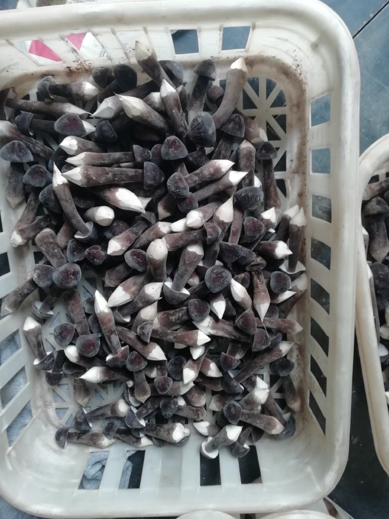 鲜品黑皮鸡枞菌基地供应