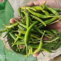 小米椒，青米，加工厂，酱菜厂用料，