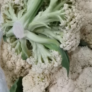 菜花精品西兰花，有机花菜，万亩基地，一手货源，质量保证。