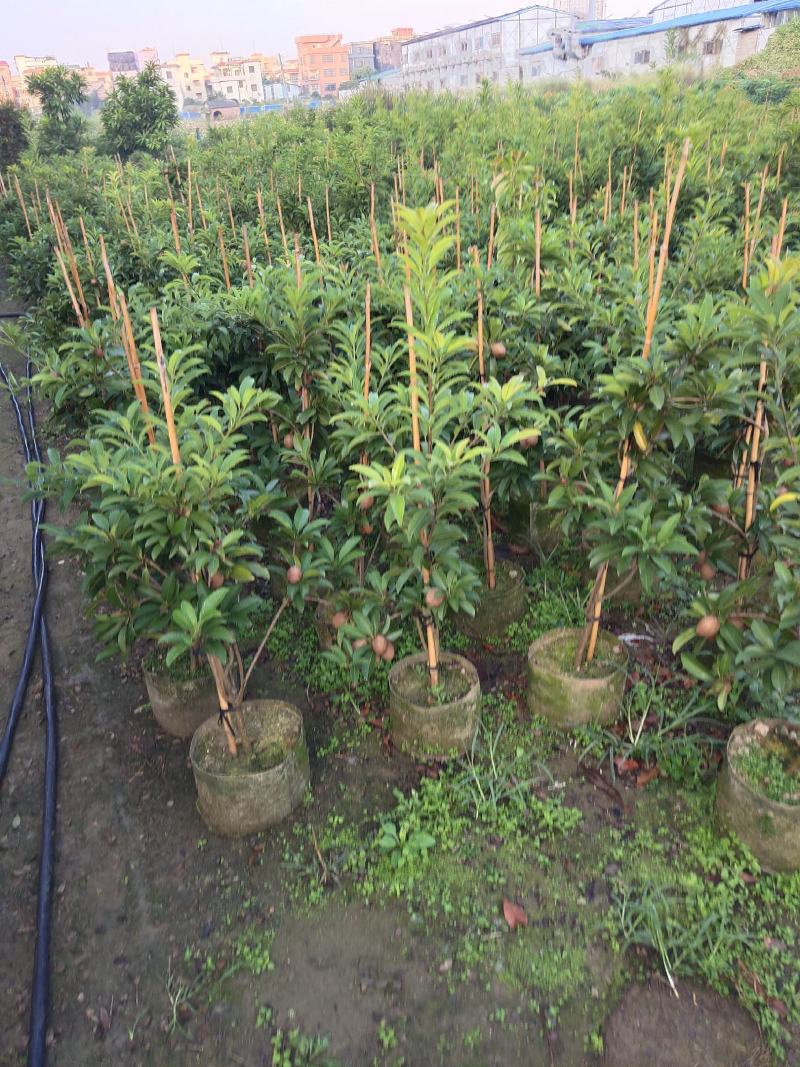 人心果苗精品人心果树苗庭院阳台盆栽树苗产地直发