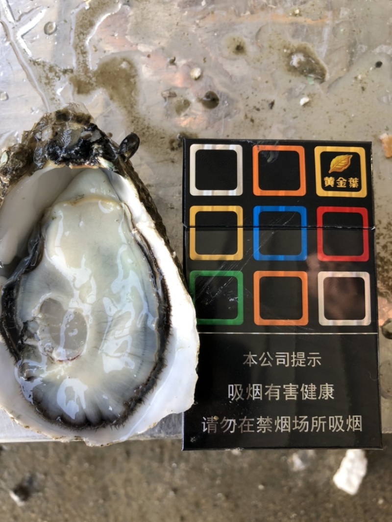 生蚝鲜活全壳烧烤牡蛎高压锅生蚝带壳生吃品质脆蚝