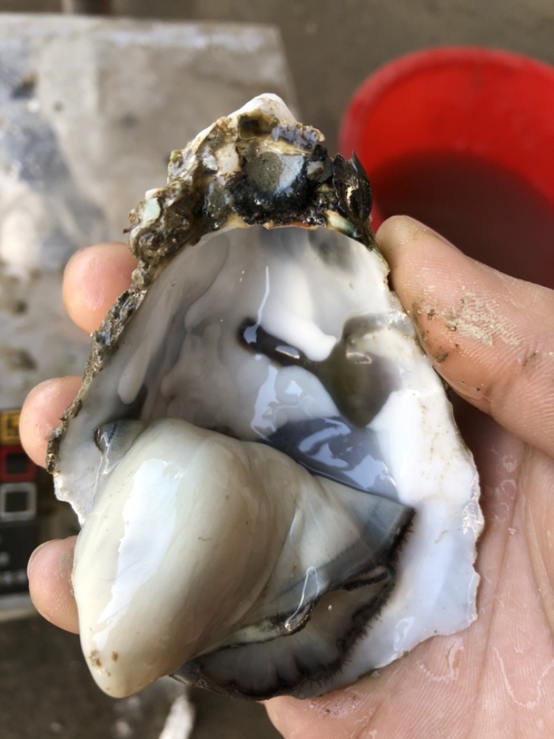 生蚝鲜活全壳烧烤牡蛎高压锅生蚝带壳生吃品质脆蚝