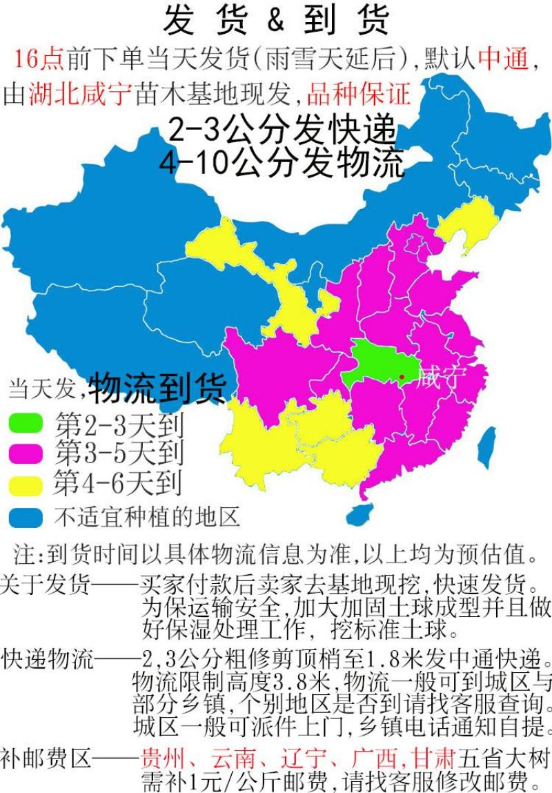 速生金桂大树浓香型庭院绿化风景树四季常青室外绿植桂花树