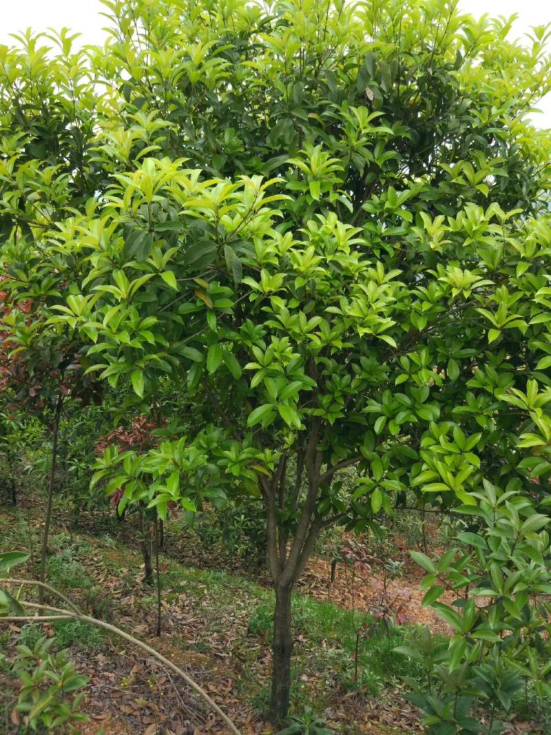 速生金桂大树浓香型庭院绿化风景树四季常青室外绿植桂花树