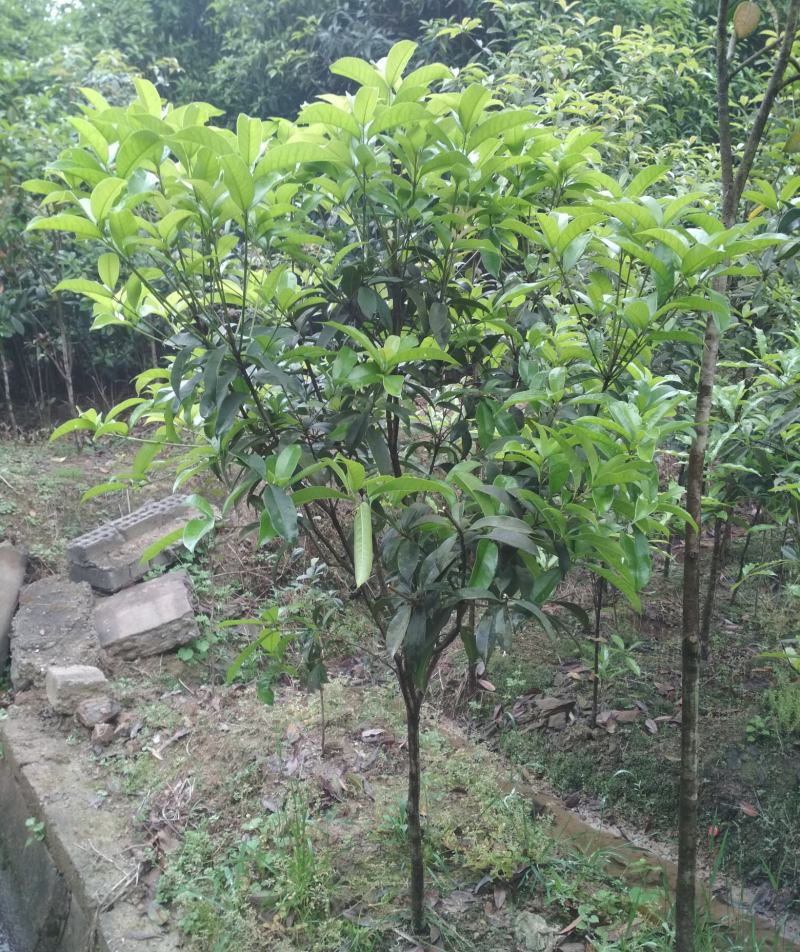 速生金桂大树浓香型庭院绿化风景树四季常青室外绿植桂花树