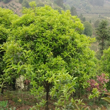 速生金桂大树浓香型庭院绿化风景树四季常青室外绿植桂花树