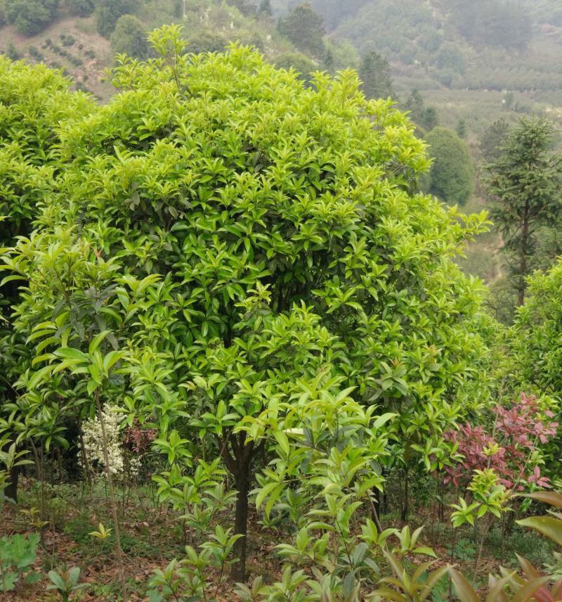 速生金桂大树浓香型庭院绿化风景树四季常青室外绿植桂花树