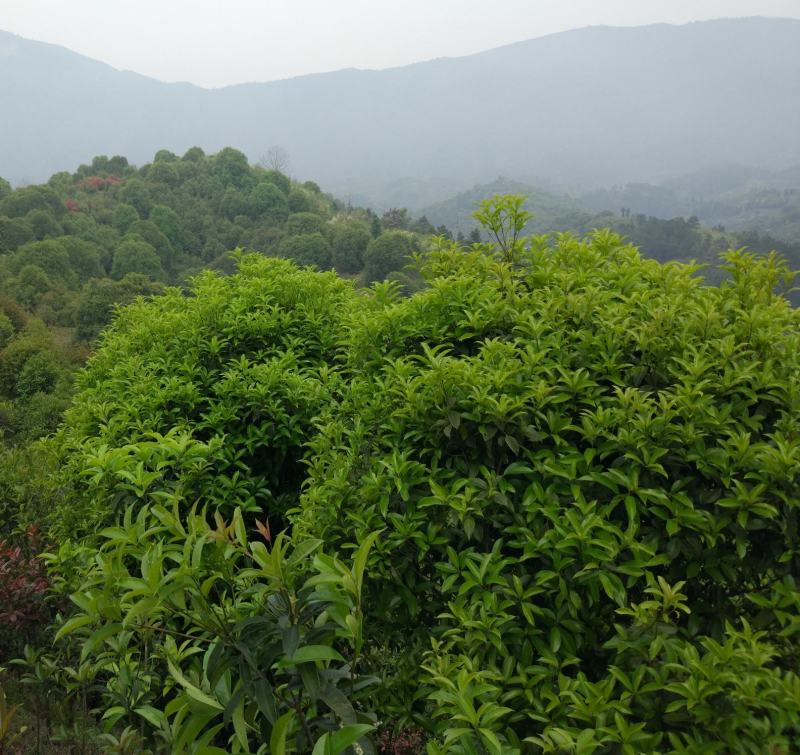 速生金桂大树浓香型庭院绿化风景树四季常青室外绿植桂花树