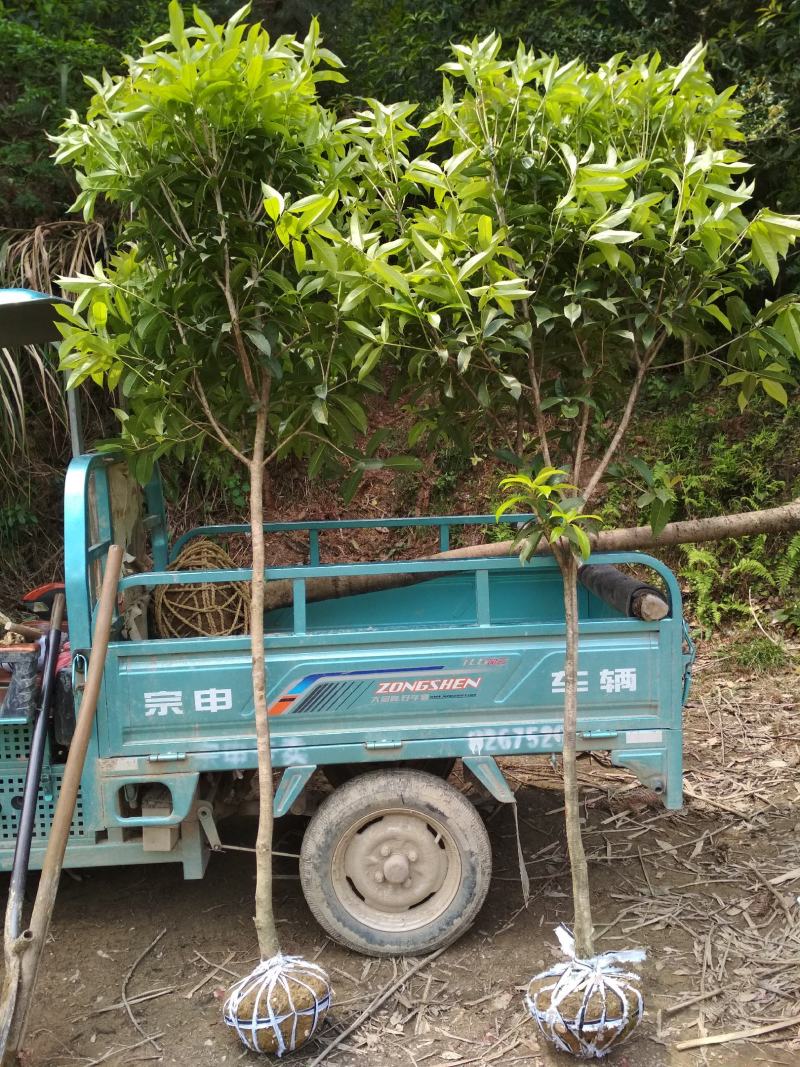 速生金桂大树浓香型庭院绿化风景树四季常青室外绿植桂花树