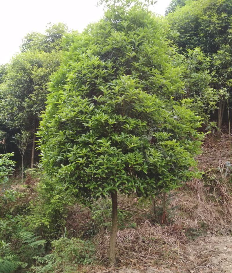 速生金桂大树浓香型庭院绿化风景树四季常青室外绿植桂花树