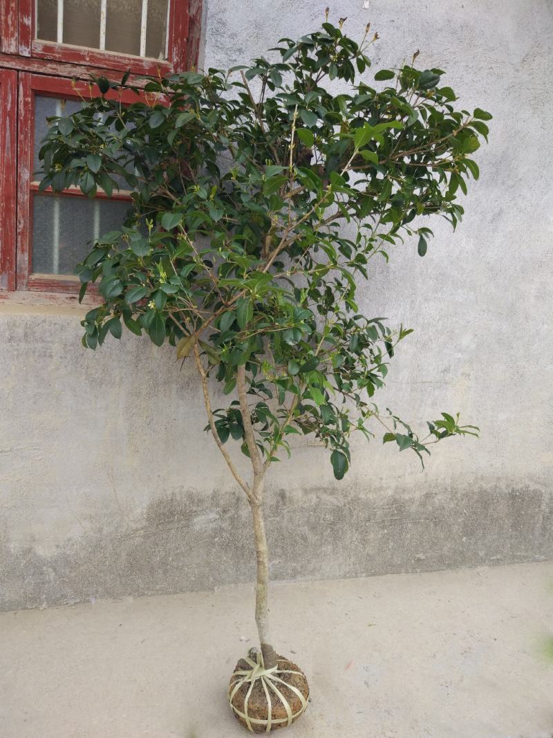 四季桂大树四季常青开花绿化工程桂花树庭院室外绿植苗木包邮