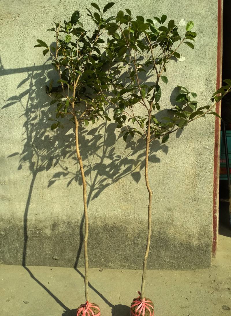 四季桂大树四季常青开花绿化工程桂花树庭院室外绿植苗木包邮