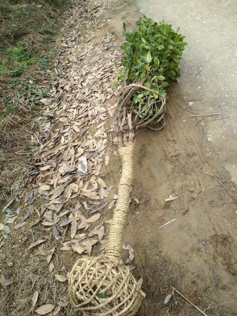 四季桂大树四季常青开花绿化工程桂花树庭院室外绿植苗木包邮
