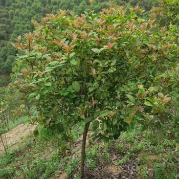 四季桂大树四季常青开花绿化工程桂花树庭院室外绿植苗木包邮
