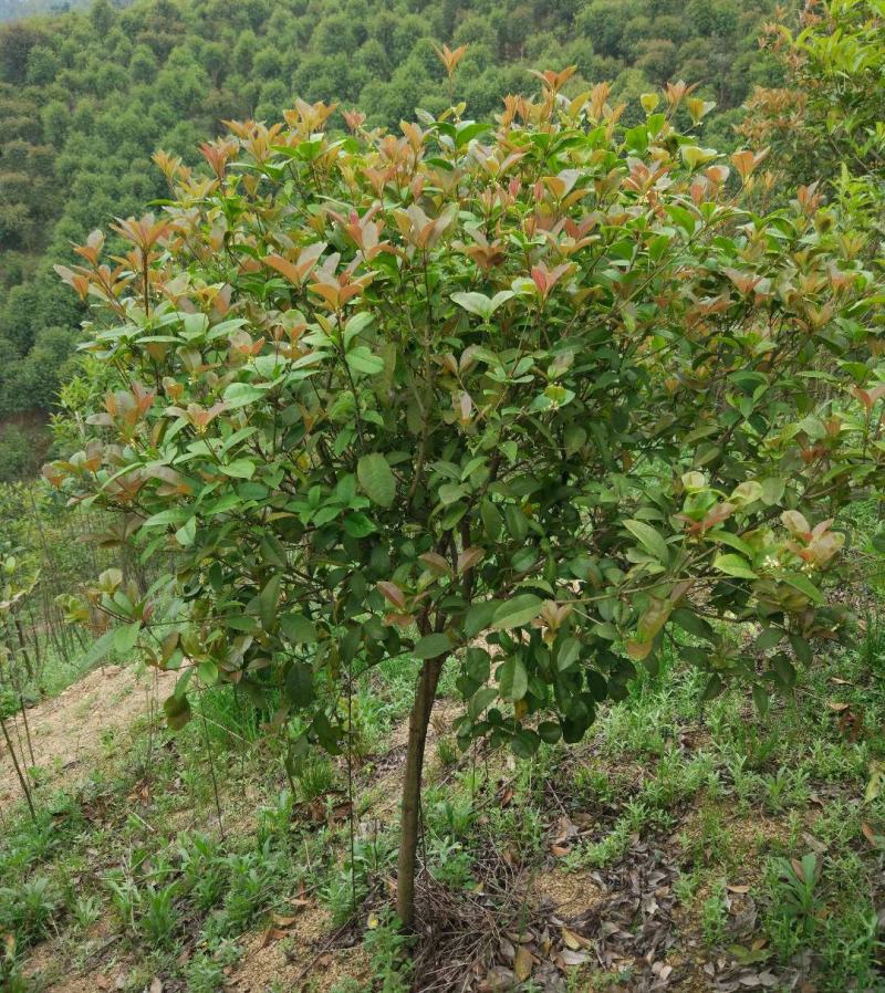 四季桂大树四季常青开花绿化工程桂花树庭院室外绿植苗木包邮