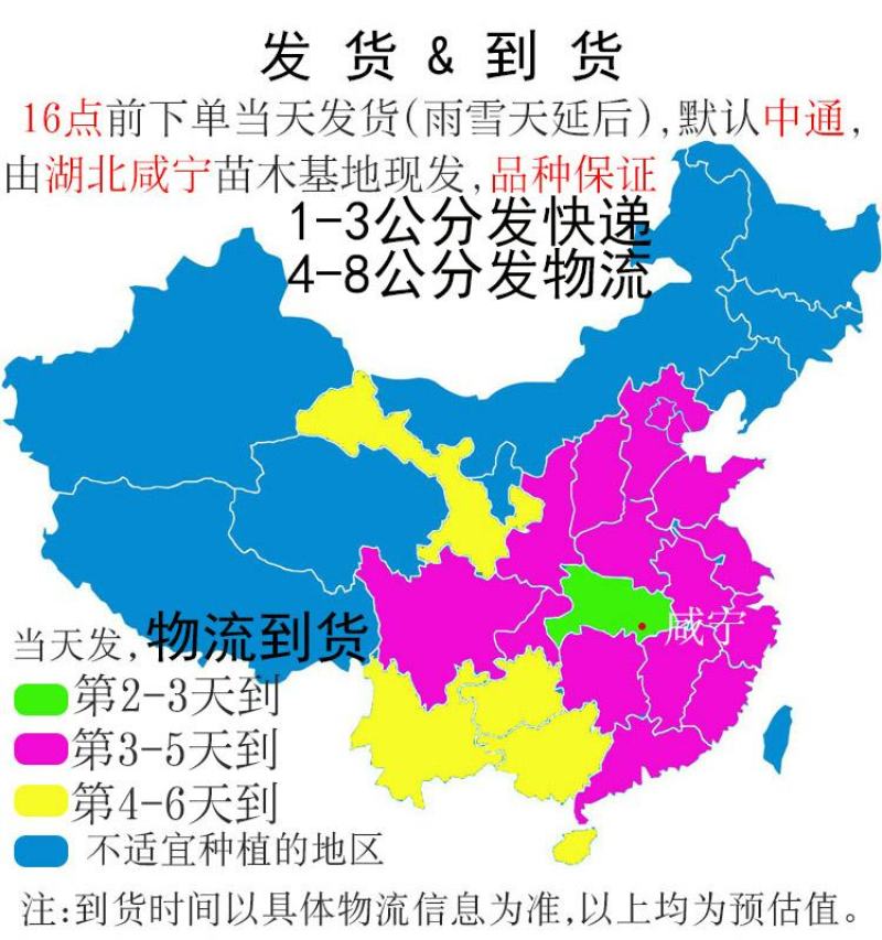 四季桂大树四季常青开花绿化工程桂花树庭院室外绿植苗木包邮