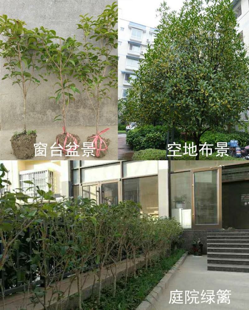 四季桂大树四季常青开花绿化工程桂花树庭院室外绿植苗木包邮